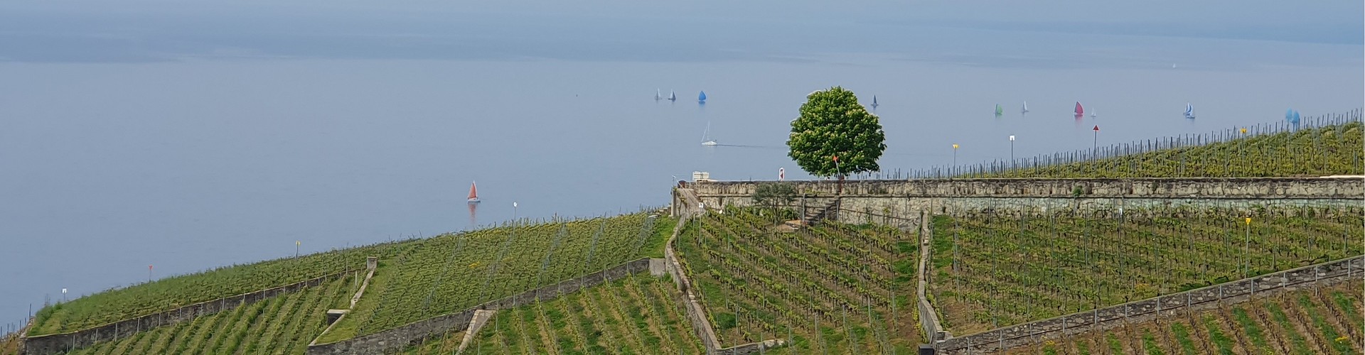 Les Vigneronnes de Lavaux