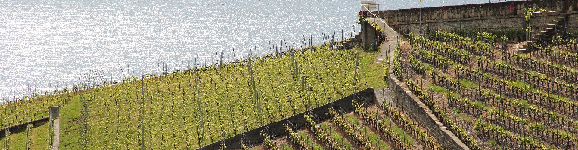 Les Vigneronnes de Lavaux