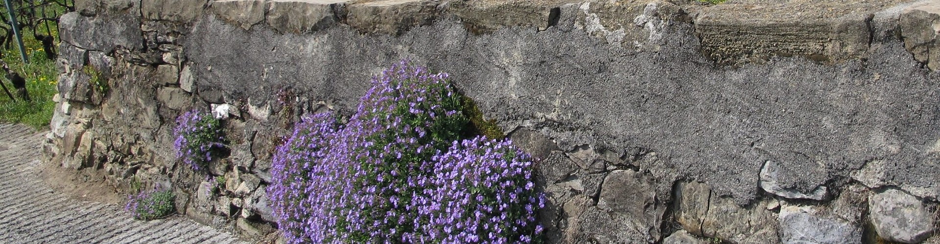 Les Vigneronnes de Lavaux