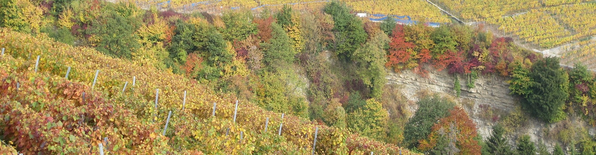 Les Vigneronnes de Lavaux