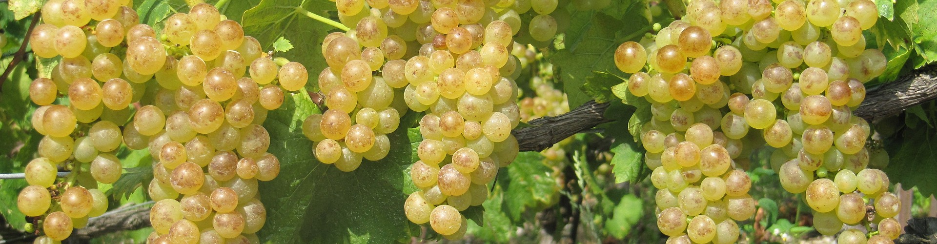 Les Vigneronnes de Lavaux